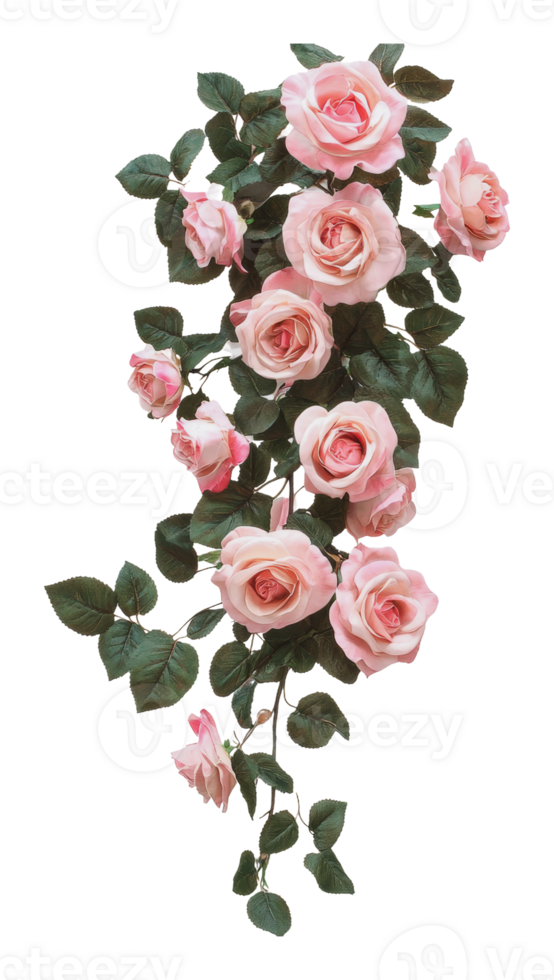 Cascading pink roses with green leaves png