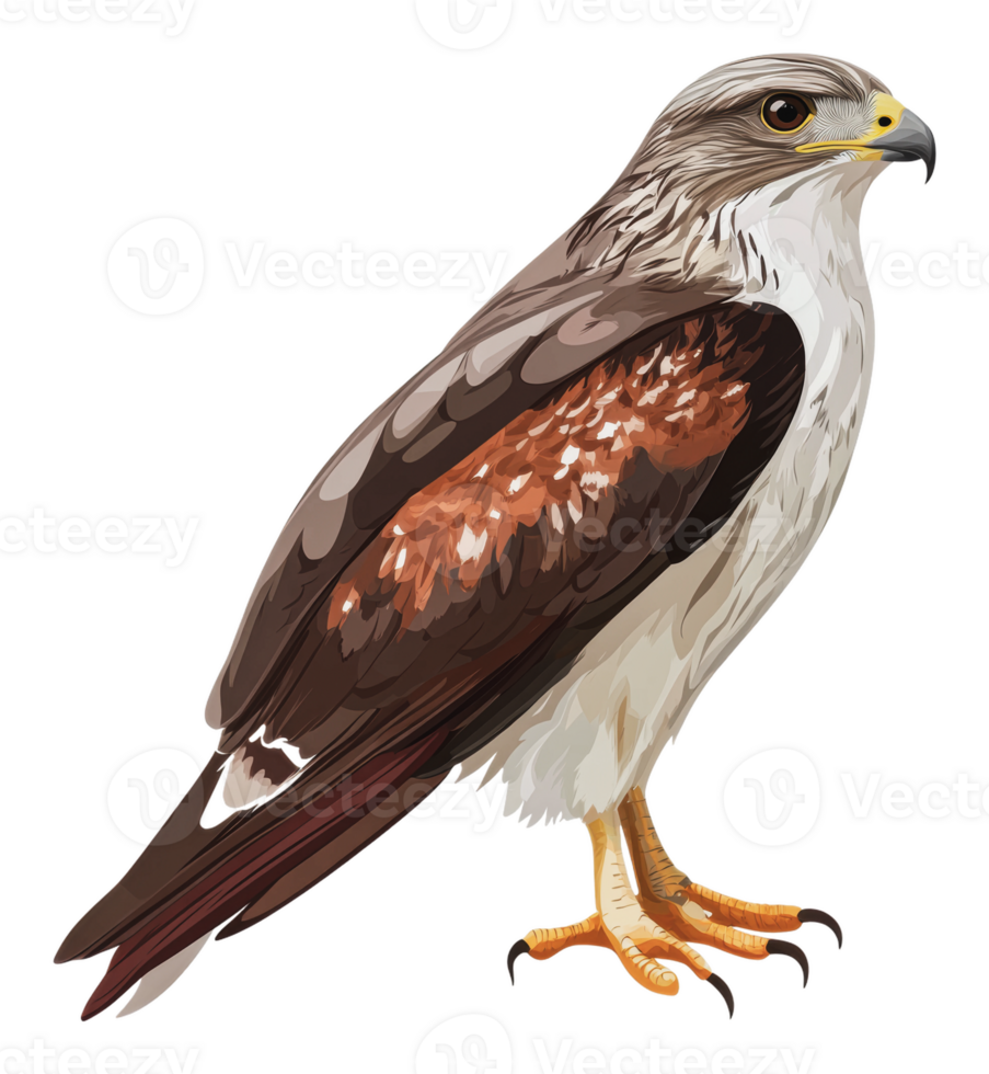 A detailed illustration of a hawk perched proudly png