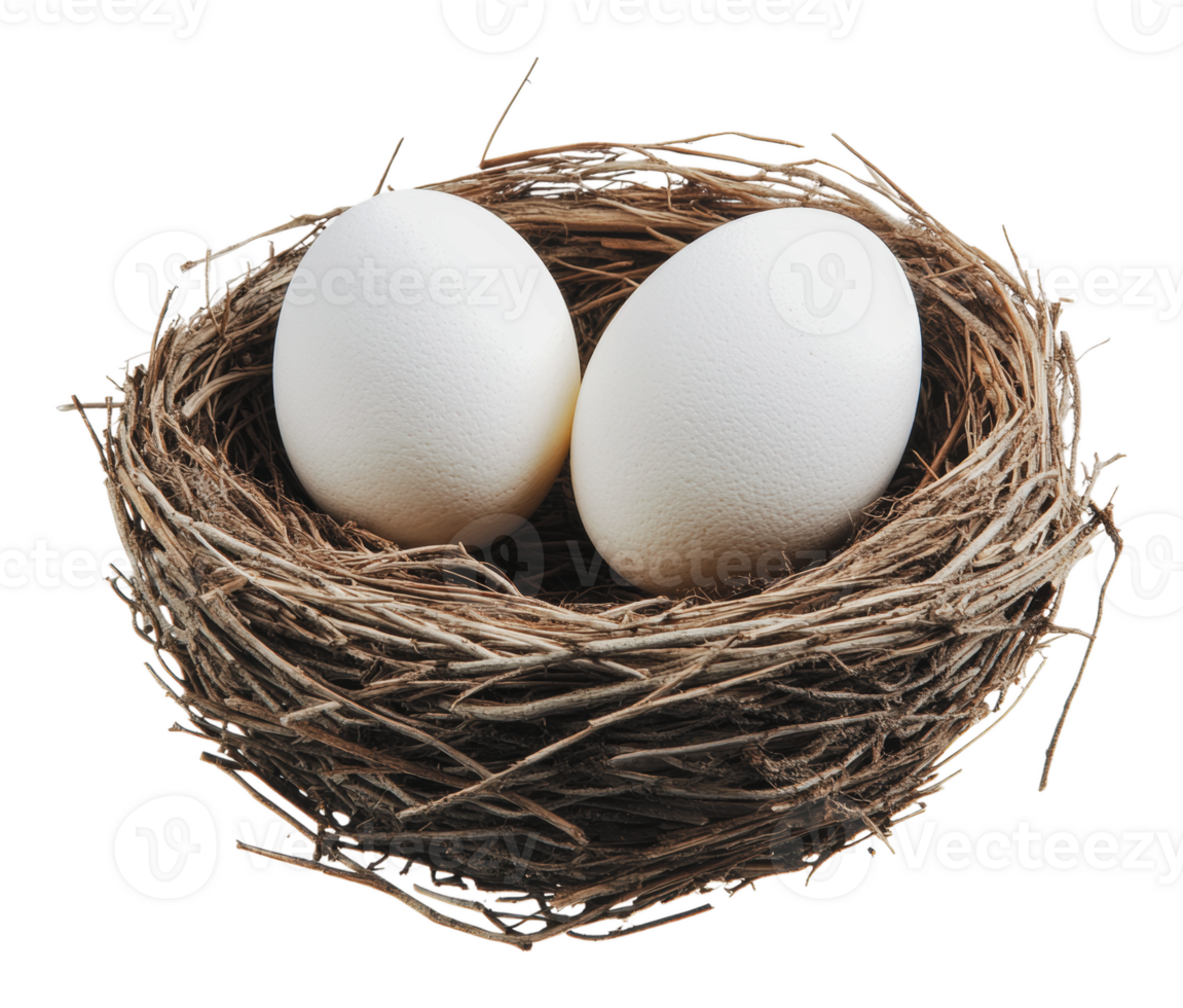 Fresh white eggs nestled in a natural bird's nest png