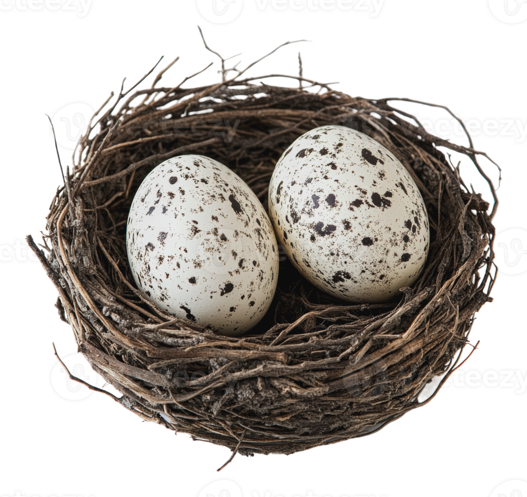 Beautiful speckled eggs nestled in a twig nest png