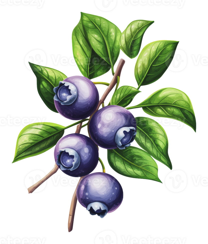 Blueberries with green leaves on a branch png