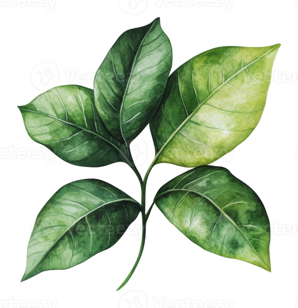 Cluster of green leaves on white png