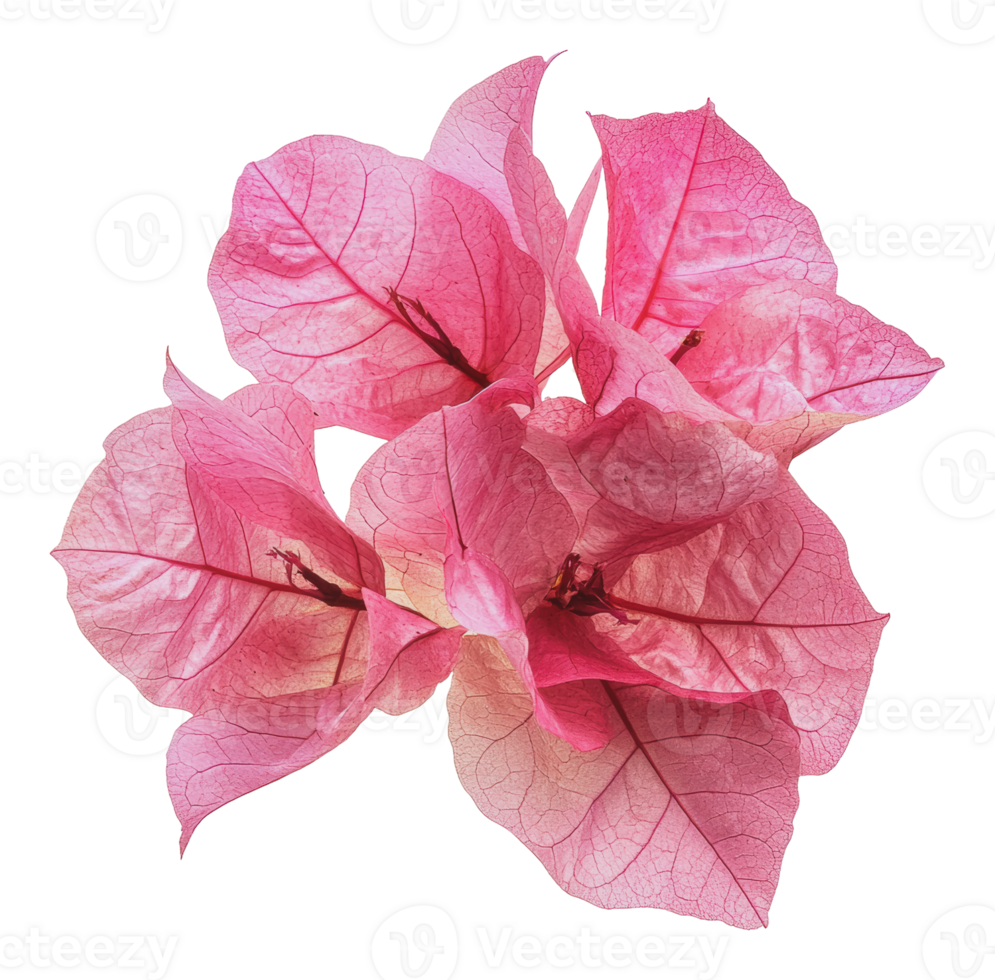 Pink bougainvillea on white png