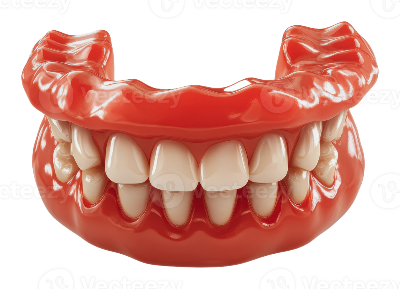 Human teeth and gums model for education png