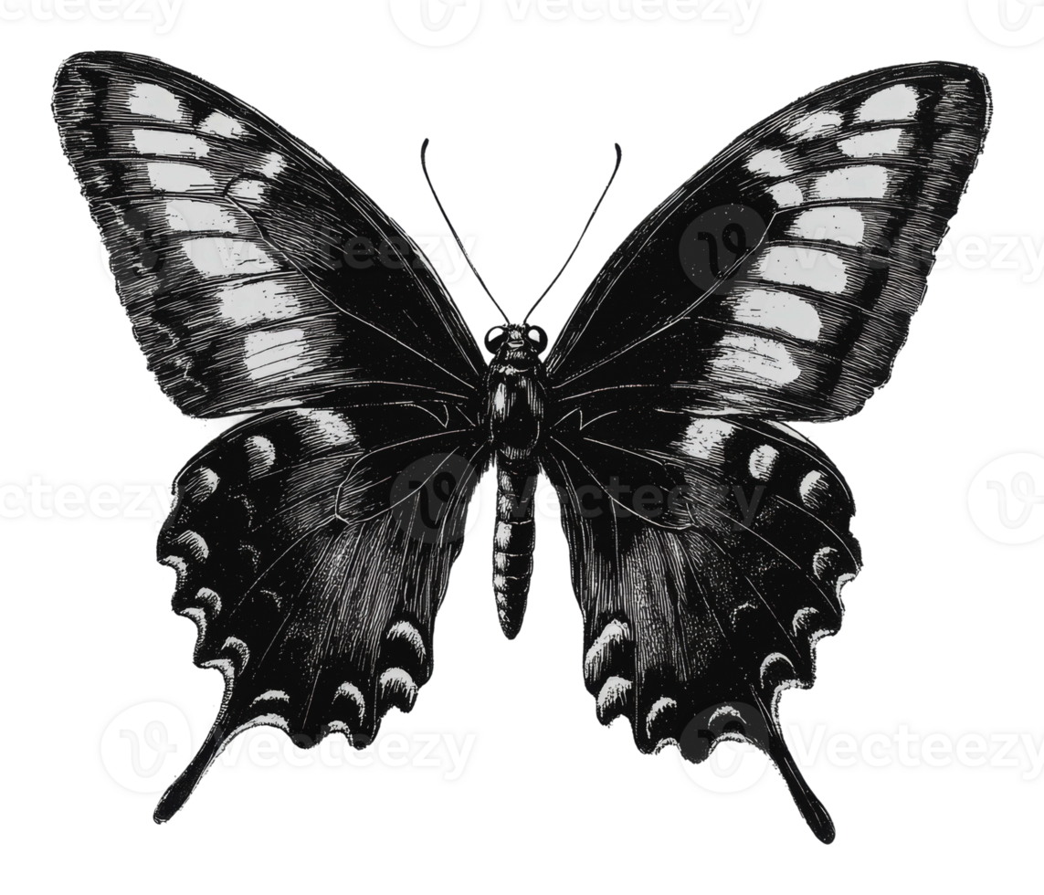 Butterfly with open wings illustration png