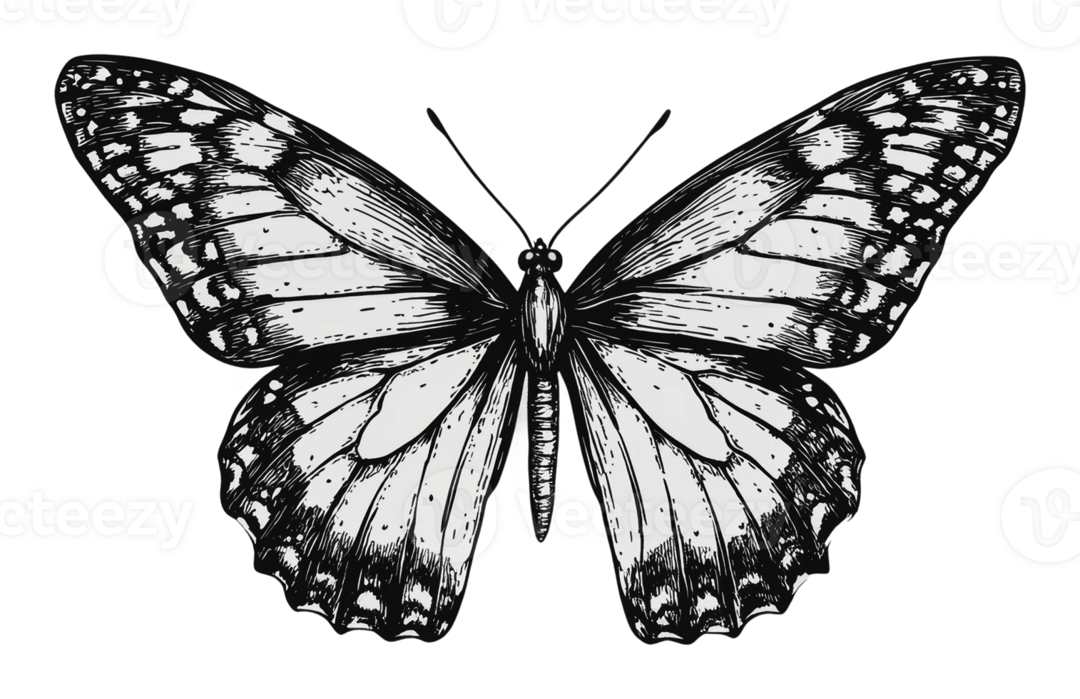 Open-winged butterfly illustration png