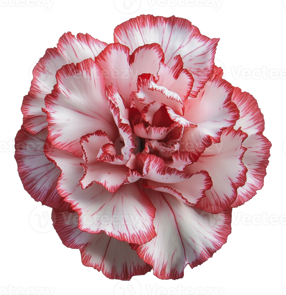 Beautiful red and white carnation in full bloom png