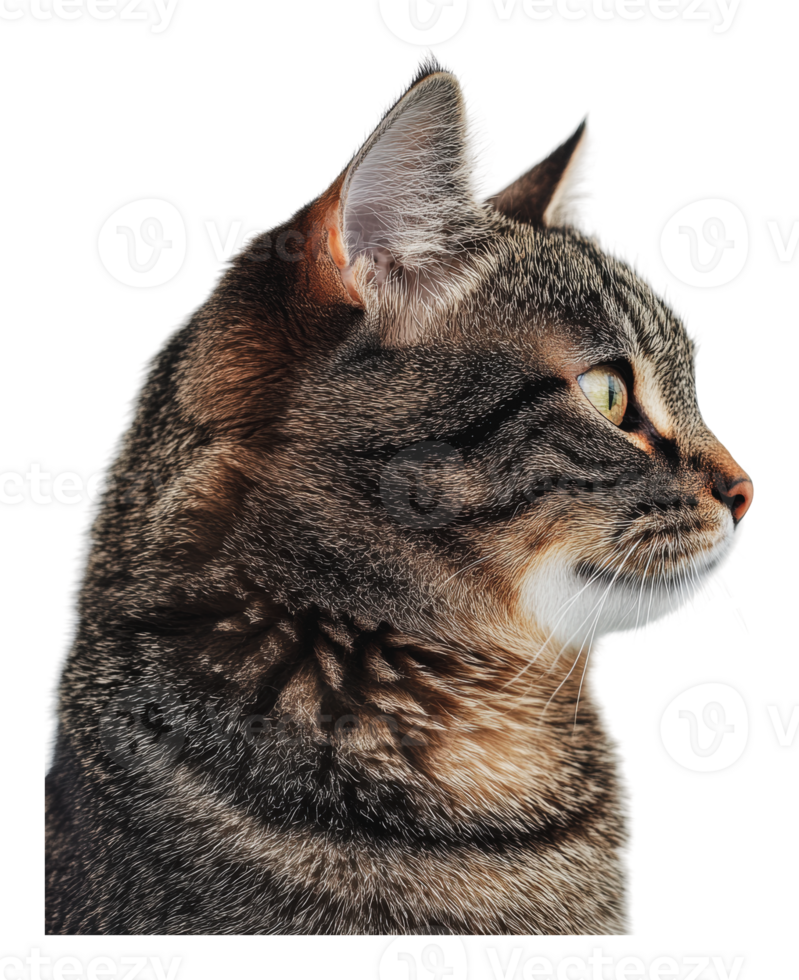 Close-up profile of a curious domestic cat png