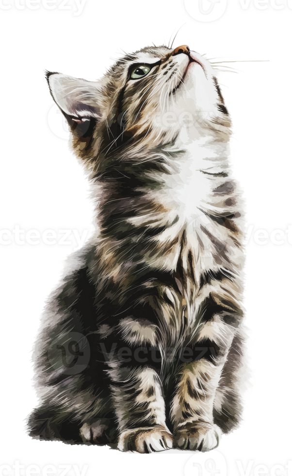 A young tabby cat looking curiously upwards png