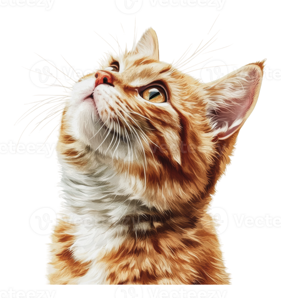 Ginger cat looking up with curious expression png