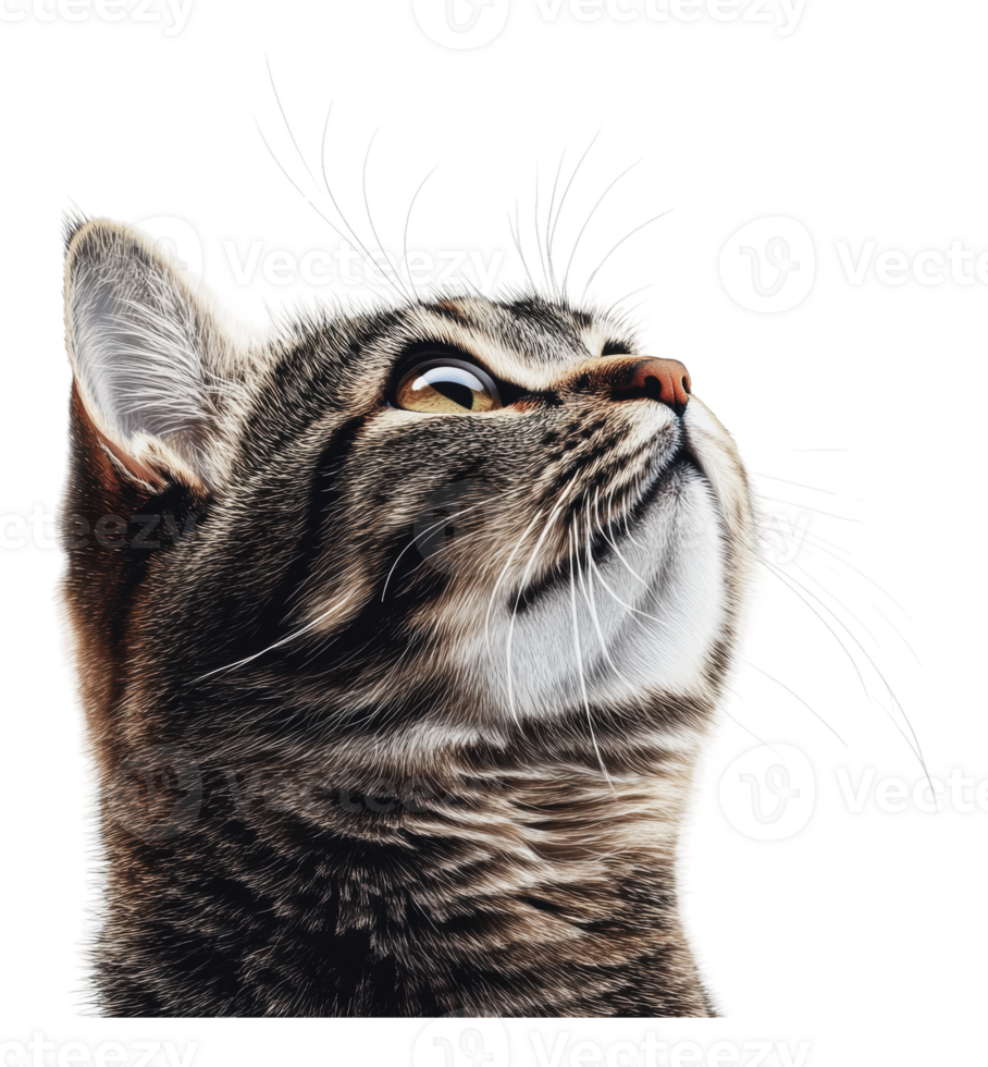 Curious cat looking upward with focused expression png