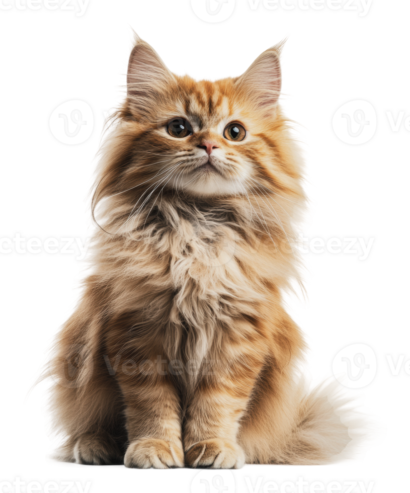 Graceful orange cat on white background png