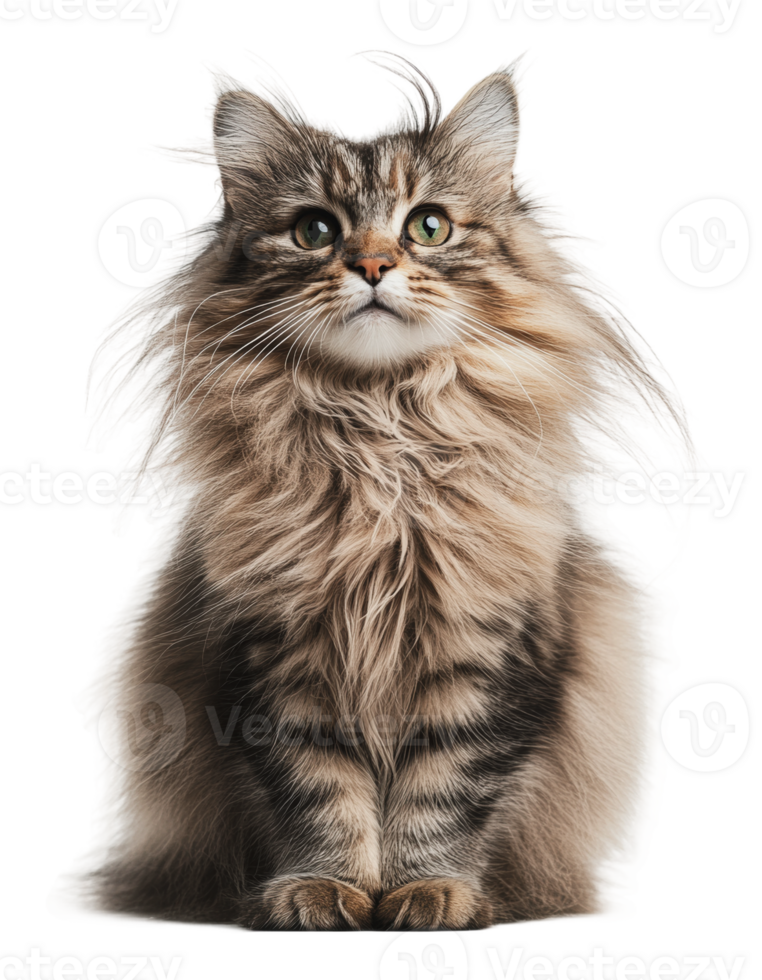 Fluffy cat looking curiously at the camera indoors png