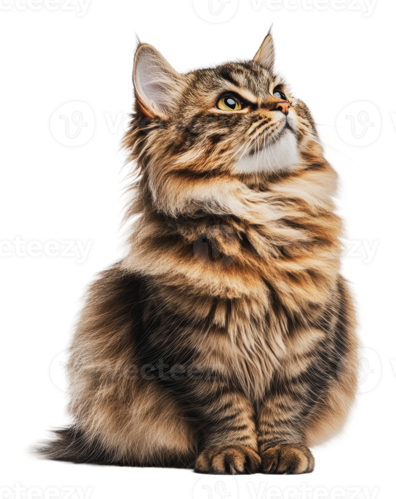 Fluffy Siberian cat on white backdrop png