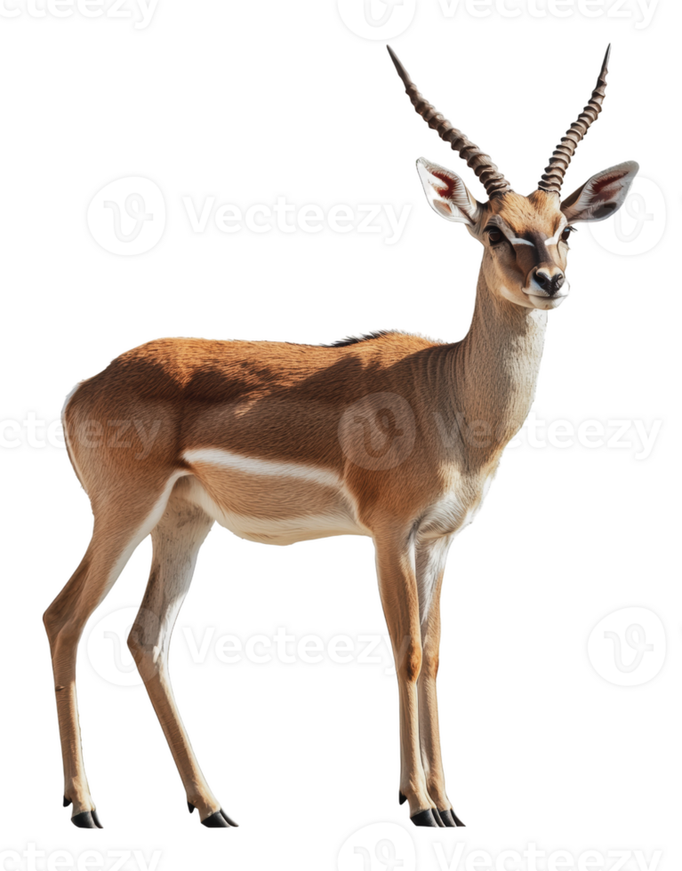 A graceful springbok standing in open space png