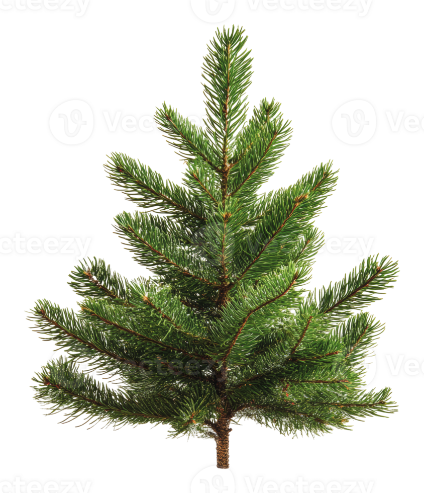 Pine tree with full branches for winter png