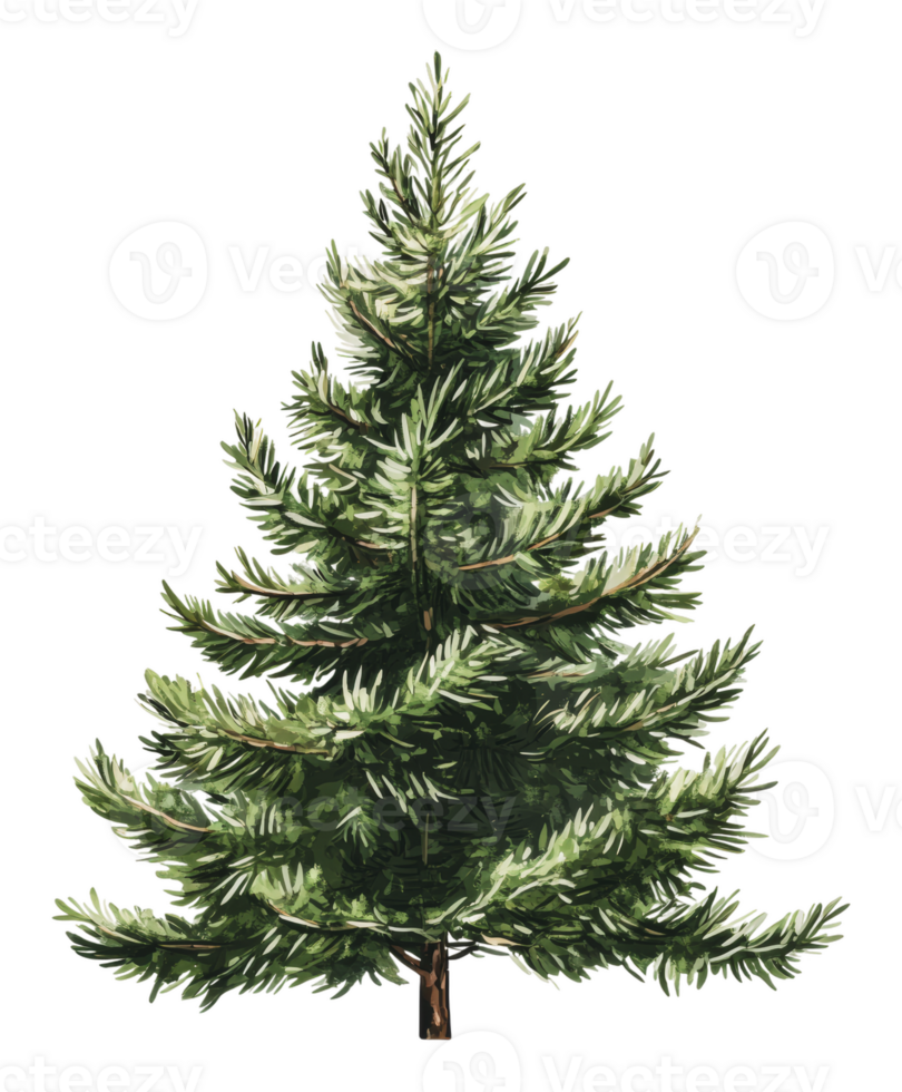 Detailed illustration of a lush evergreen tree png