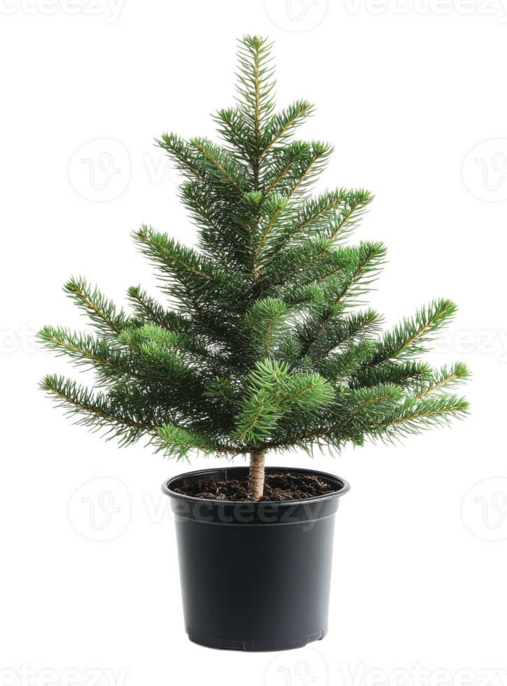Small potted evergreen tree for home decoration png