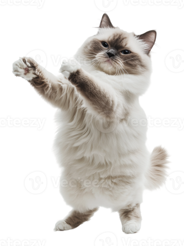 Fluffy cat dancing in bright light png