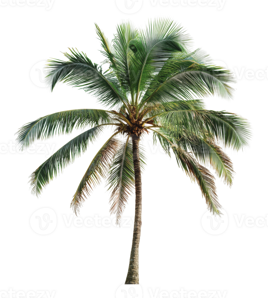 Tropical palm tree swaying under sunny skies png