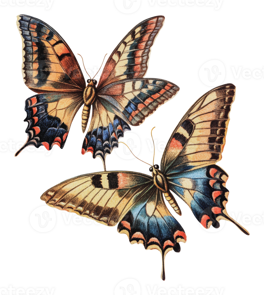 Colorful butterflies displayed in detailed artwork png