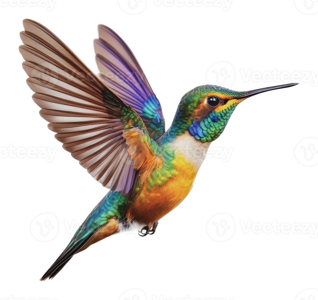 Colorful hummingbird hovering mid-air png