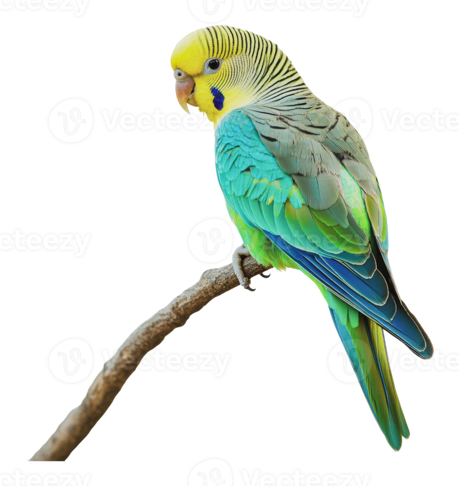 Colorful parakeet perched on a branch in sunlight png