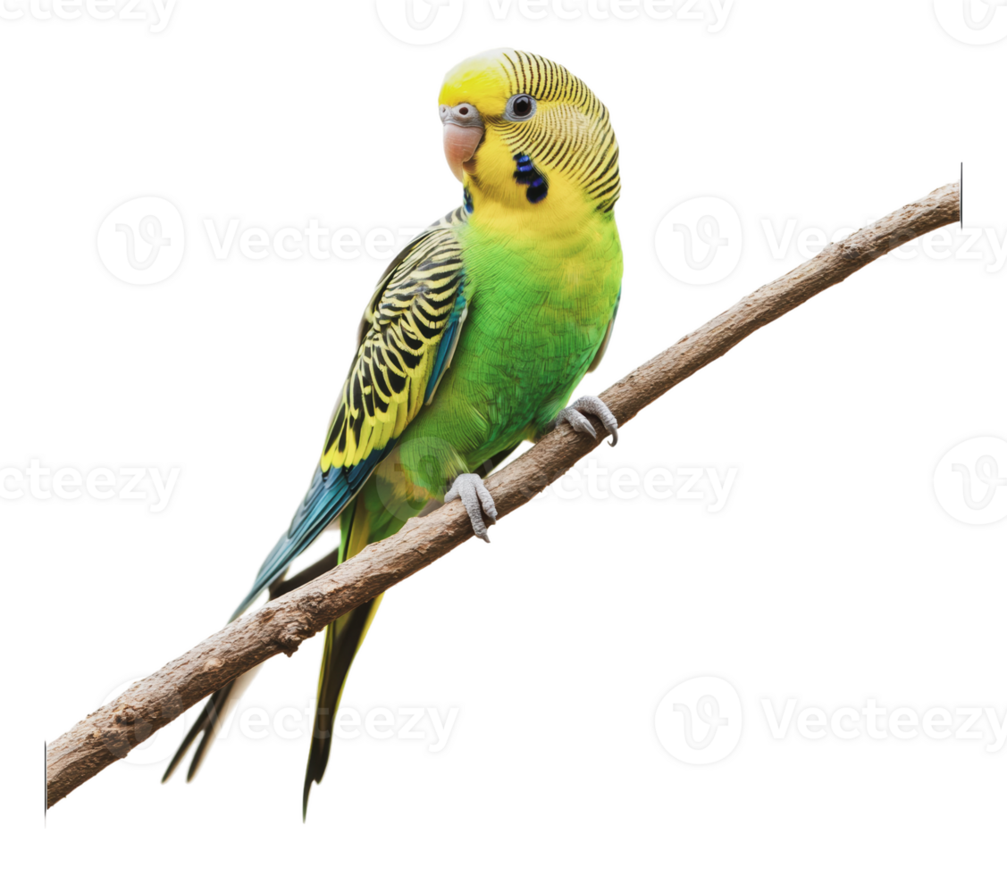 Colorful parakeet perched on a branch in nature png