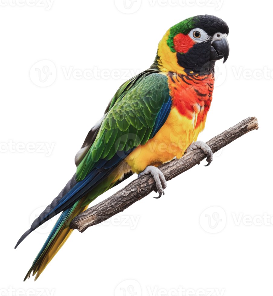 Vibrant parrot on a branch png