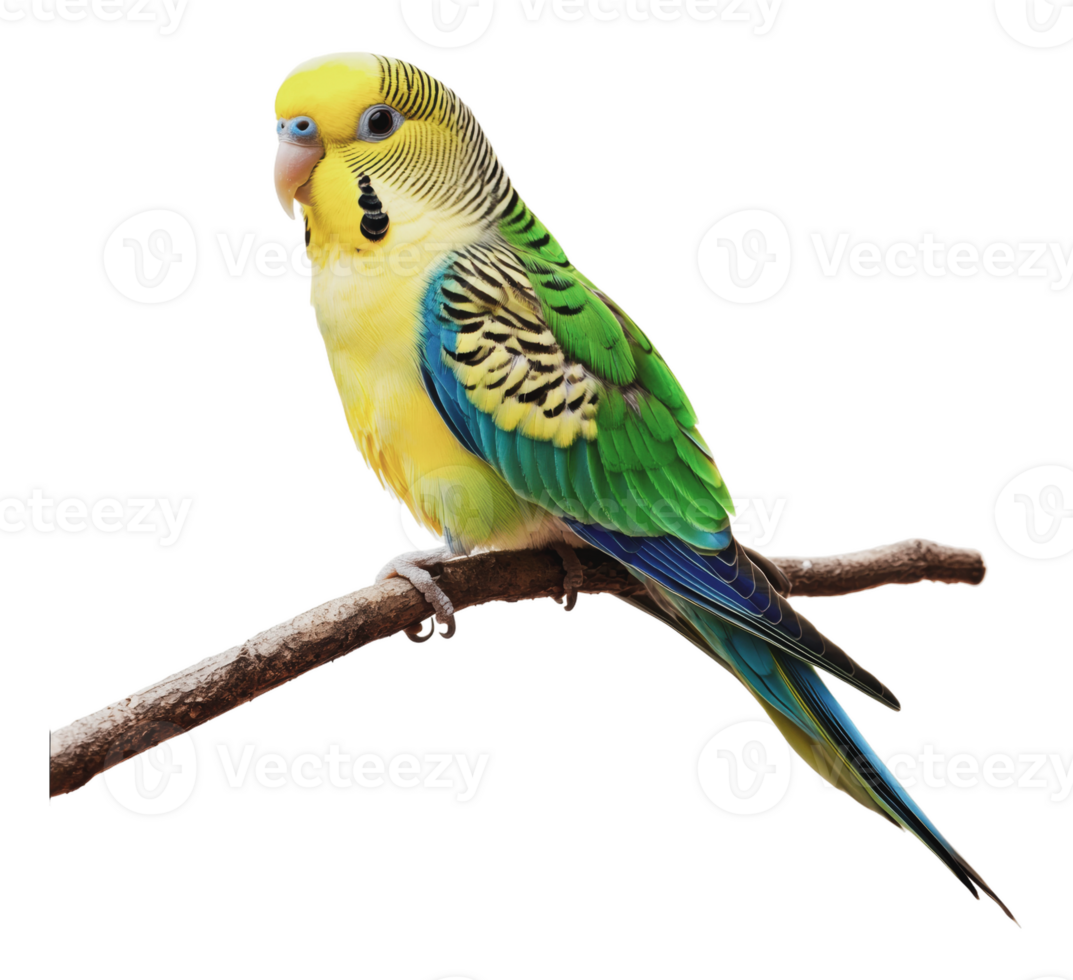 Colorful parakeet on a green branch png
