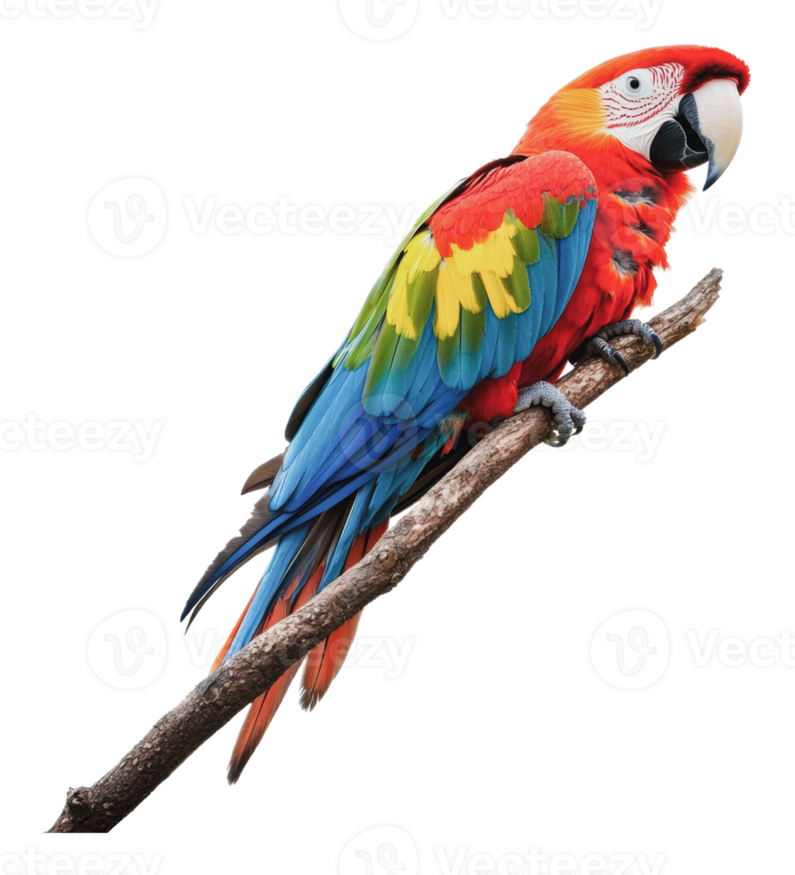 Vibrant parrot perched on a branch in nature png