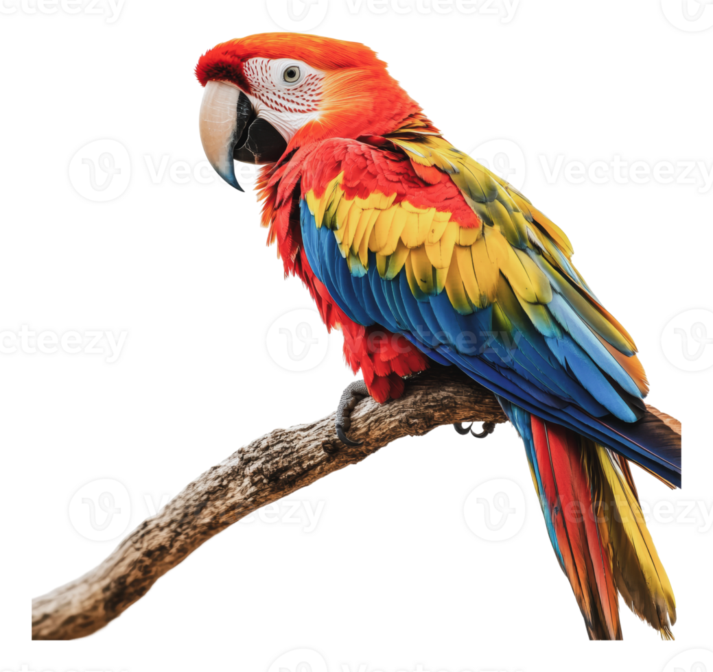 Scarlet macaw on a branch in nature png