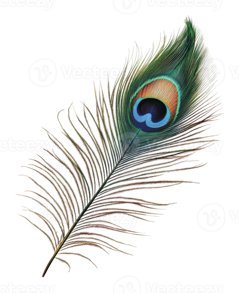 Beautiful peacock feather on a white background png