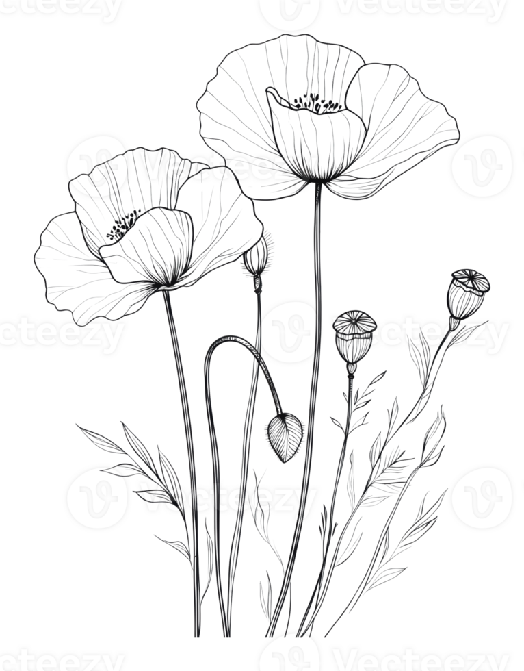 Delicate poppy flowers sketched in black and white png
