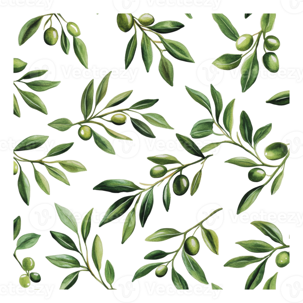 Olive branches with green leaves on white png