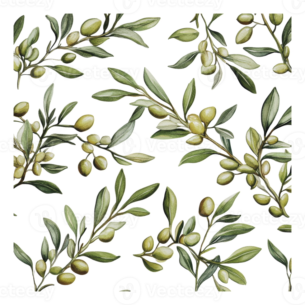 Leafy olive branches on white png