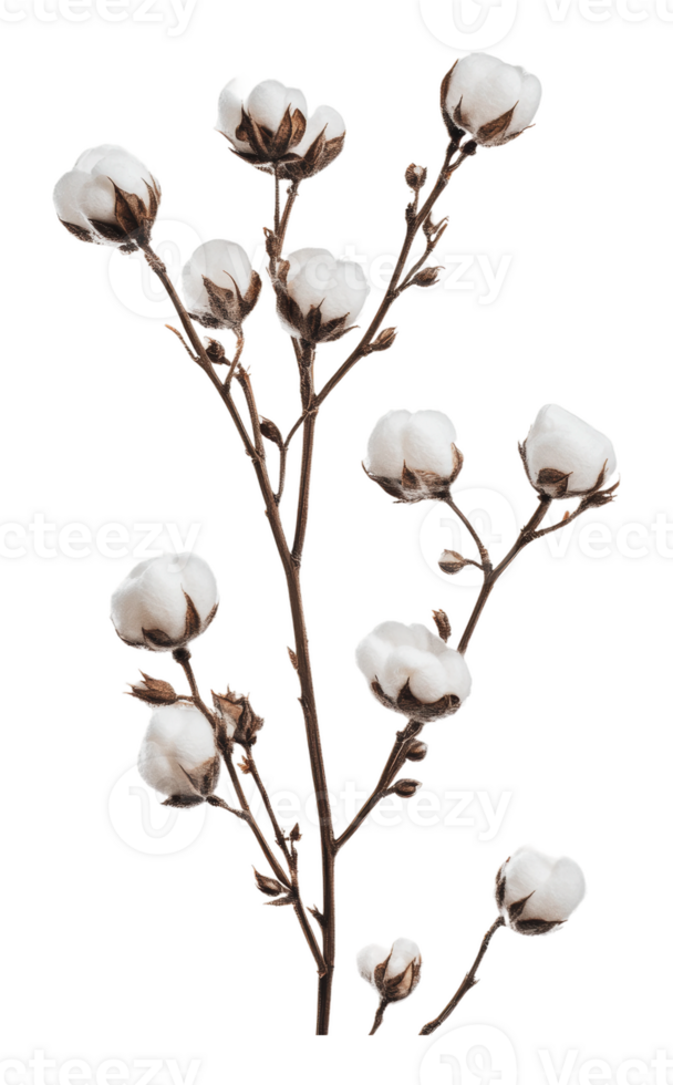 Cotton plant branch with soft white bolls in focus png