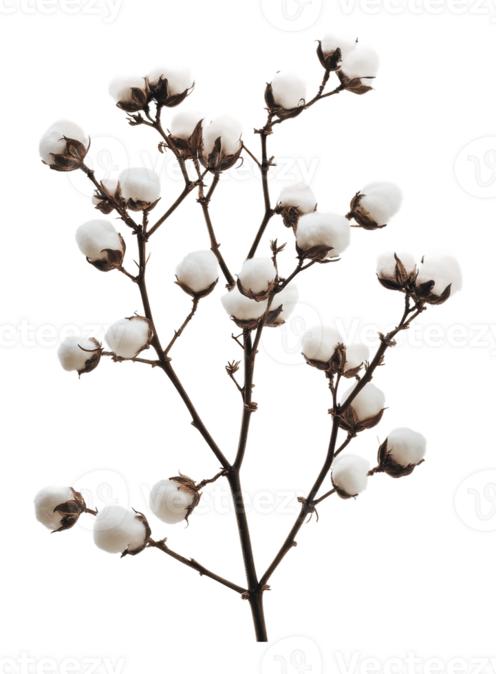 Cotton branch with fluffy white bolls on display png