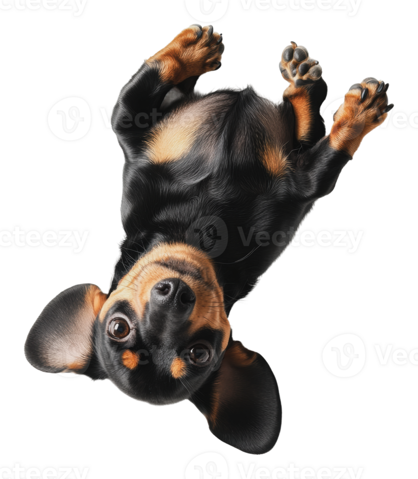 Cute dachshund puppy lying on its back playfully png