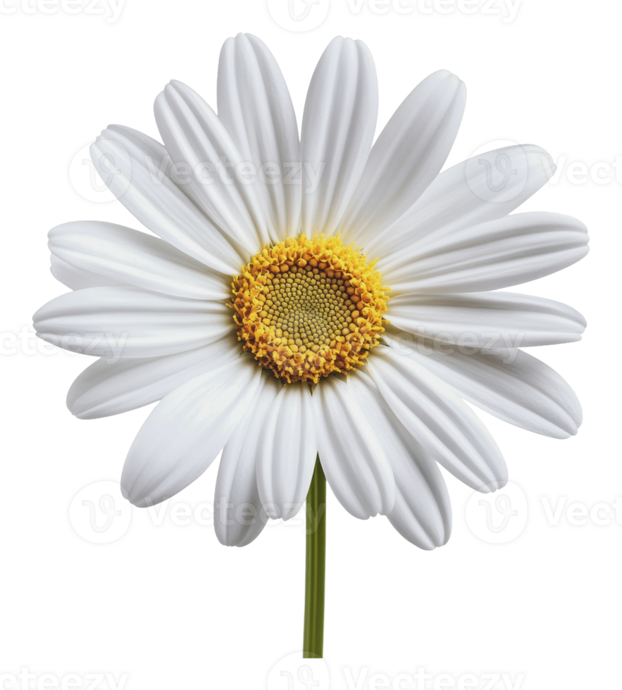 Close-up of a white daisy flower in spring bloom png