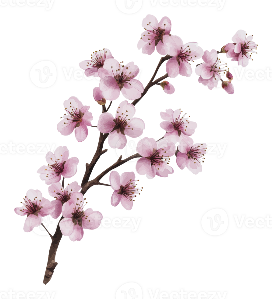 Pink cherry blossoms in spring png