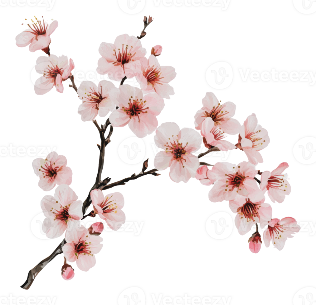 Cherry blossom branch with delicate pink flowers png