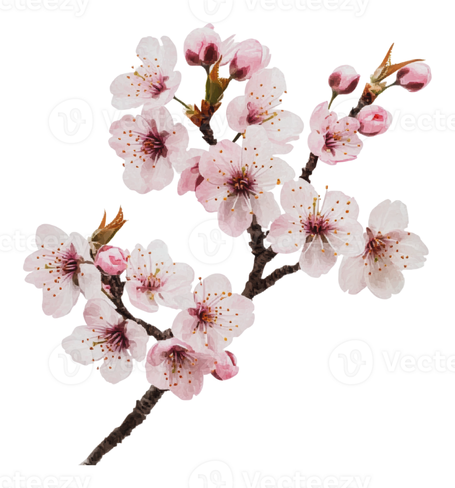 Blooming cherry blossom branch in spring png