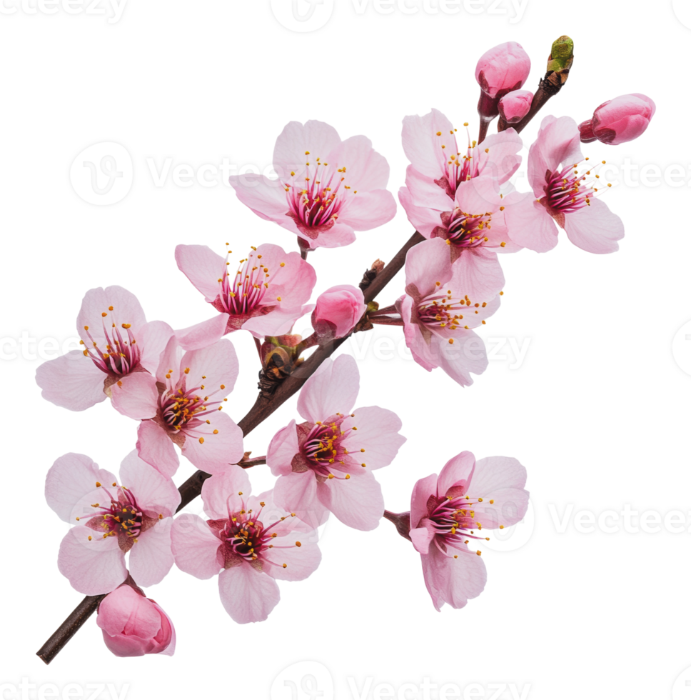 Beautiful pink cherry blossom branch in springtime png