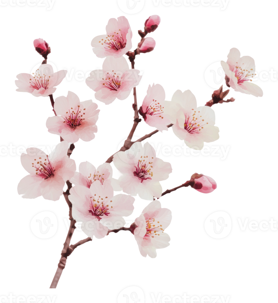 Beautiful pink cherry blossom branch in full bloom png