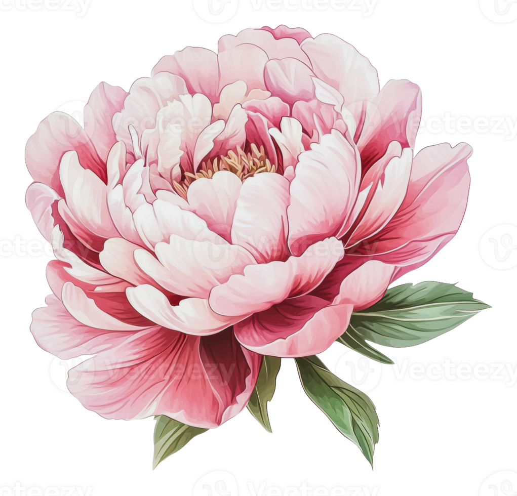 Beautiful pink peony flower with delicate petals png