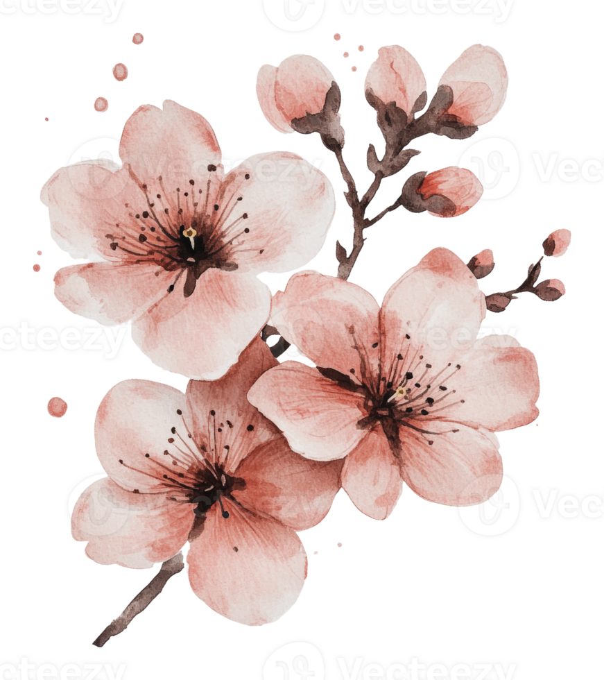Beautiful pink cherry blossom branch with blooms png