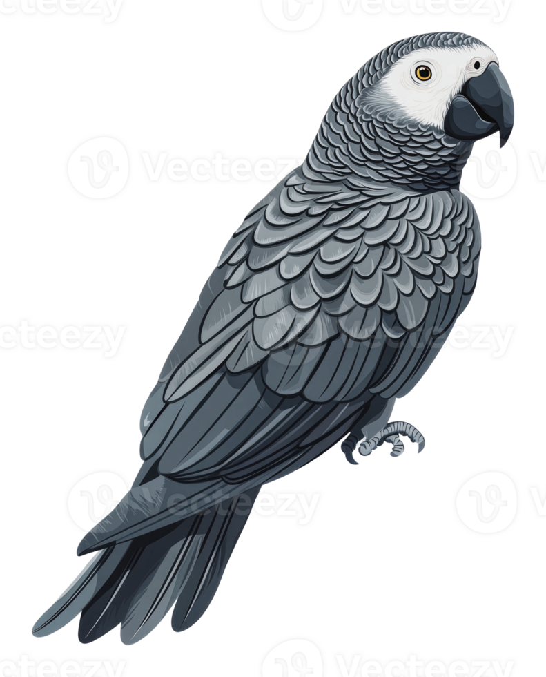 Gray parrot perched on a branch in natural setting png