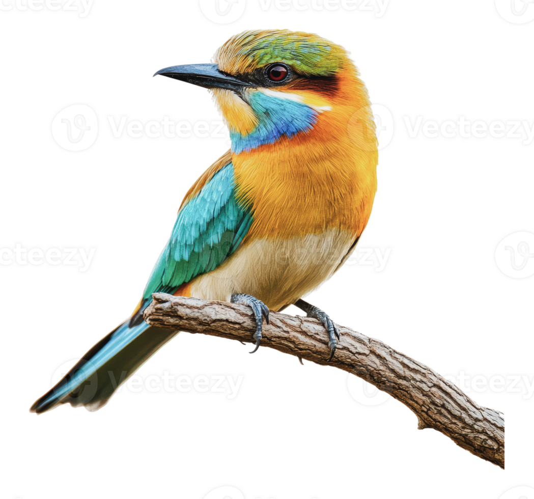Vibrant bird perched on branch in natural habitat png