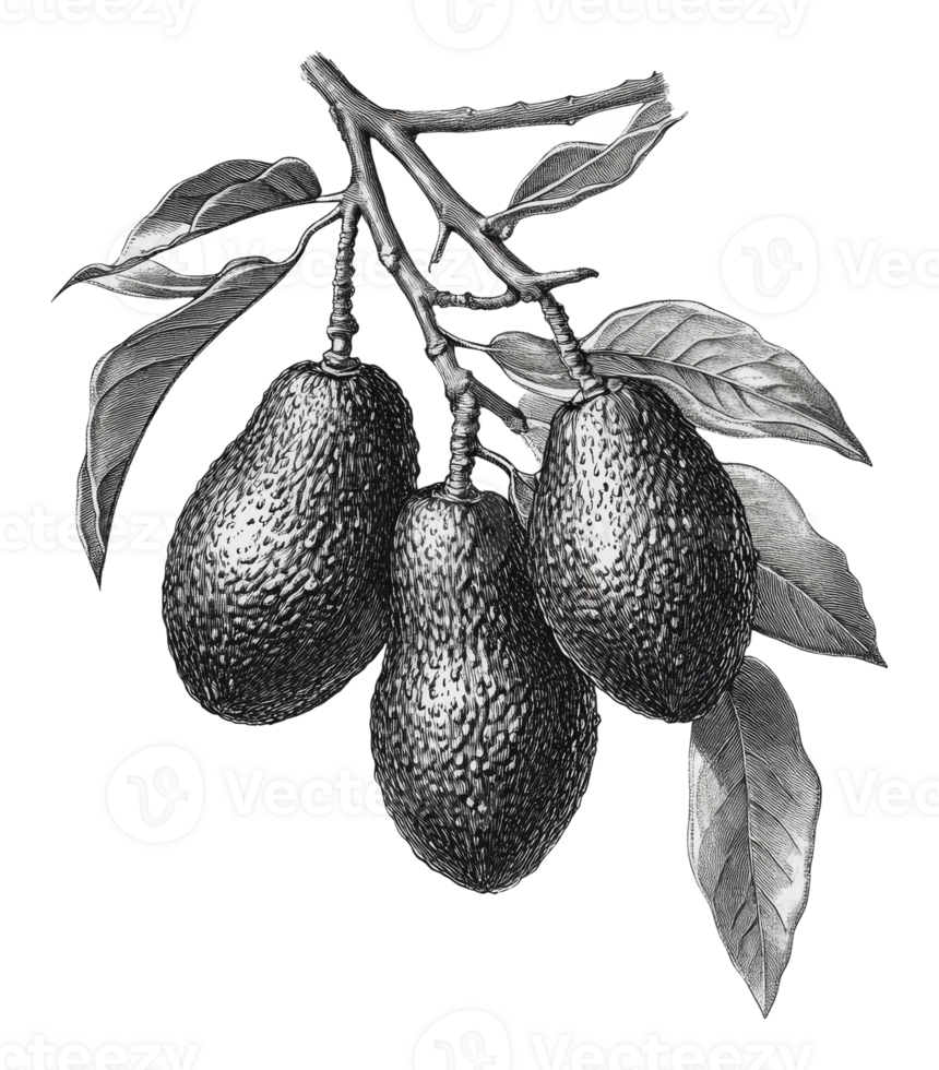 Avocado branch with three ripe fruit and leaves png